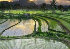 چهارمین شورای جهانی آبیاری در مالزی برگزار میشود